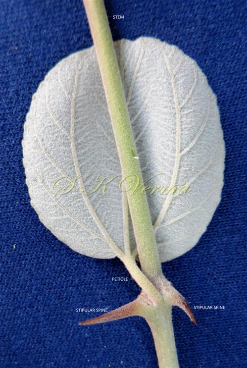  Leaf-Abaxial view